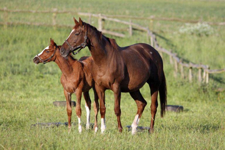 Görlsdorfer Mutterstute Wonderful World eingegangen