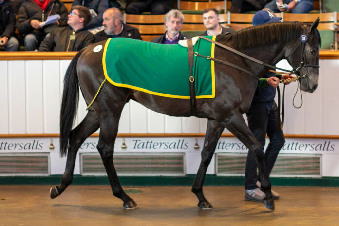 Anno Domini im Ring bei Tattersalls Foto: Tattersalls Anno Domini im Ring bei Tattersalls Foto: Tattersalls