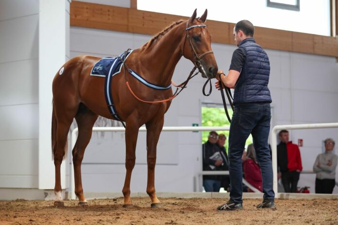 Der Sea The Moon-Sohn aus der Maestria Der Sea The Moon-Sohn aus der Maestria