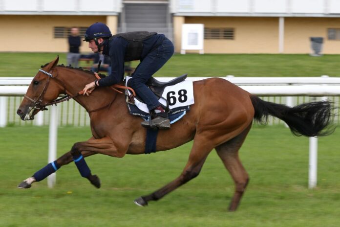 Die Lot-Nummer 68 bei der Breeze Up Die Lot-Nummer 68 bei der Breeze Up