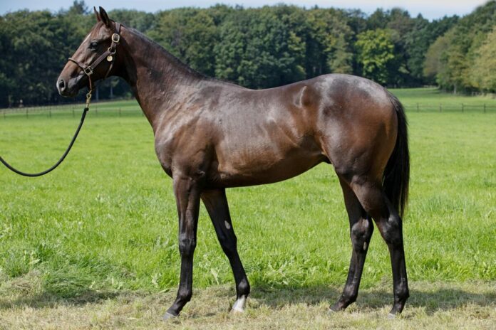 Nobler als Jährling im Gestüt Etzean Nobler als Jährling im Gestüt Etzean