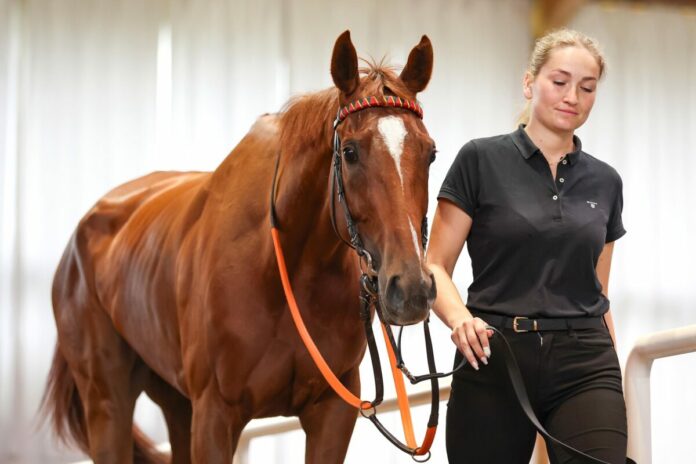 Ultima im Ring der BBAG Ultima im Ring der BBAG