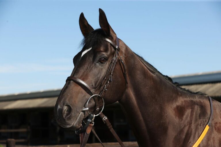 Brümmerhofs Calif  bei EU-Comeback im Pariser Gruppe III–Mansour 7.