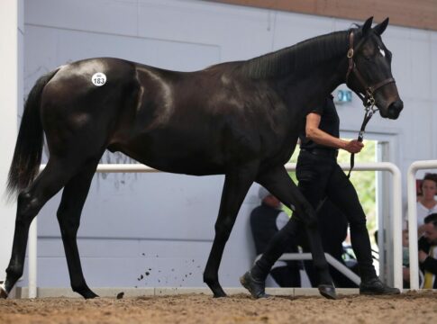 Brümmerhofer 170.000 Euro-Verkauf heute in Sandown N.N. a.d. Secretina (Kat.-No. 183)