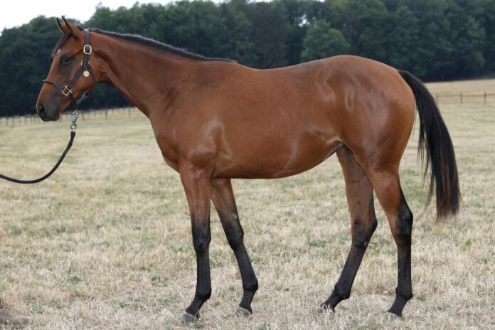 Tamfana als Jährling im Gestüt Etzean kurz vor der BBAG Auktion