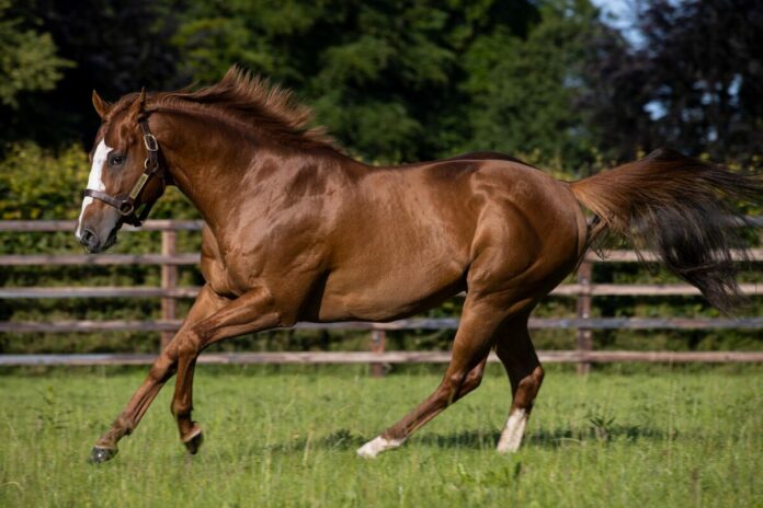Earthlight im Kildangan Stud Earthlight im Kildangan Stud