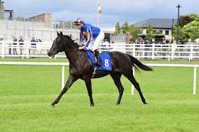 Swagman (Foto: healyracing.ie) Swagman (Foto: healyracing.ie)