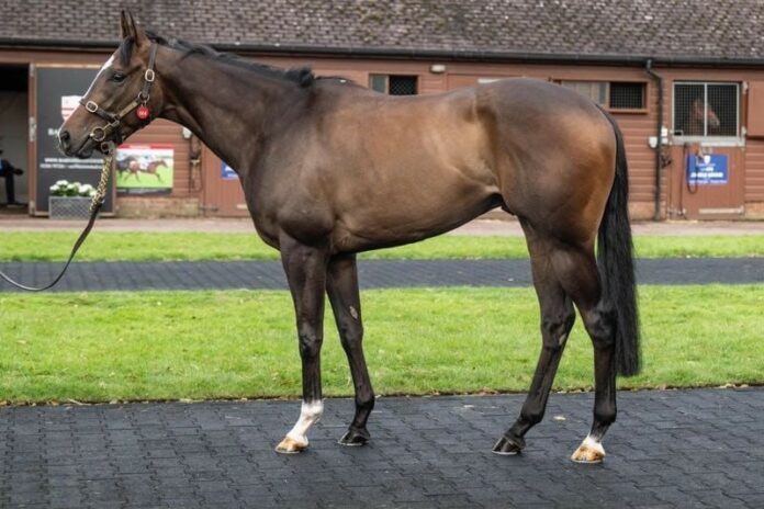 Montecristo Gold Montecristo Gold