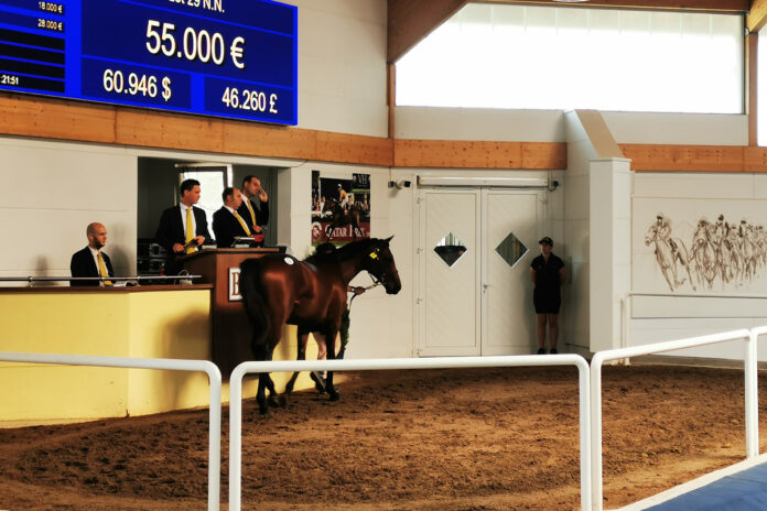 Der Circus Maximus-Sohn aus der Mystic Sunshine Der Circus Maximus-Sohn aus der Mystic Sunshine