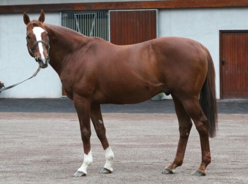 Lope de Vega stellt Gruppe I-Sieger in den USA und Australien Deckhengst Lope de Vega