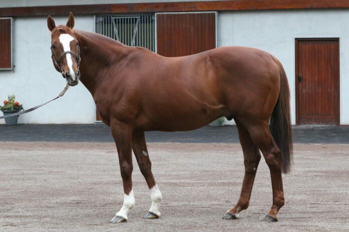 Deckhengst Lope de Vega Deckhengst Lope de Vega