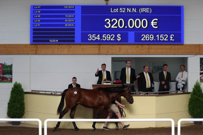 Der Soldier Hollow-Hengst aus der Wamika Der Soldier Hollow-Hengst aus der Wamika