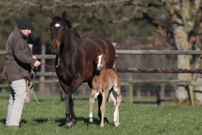 Palmas mit ihrem Hengstfohlen von Frankel im Gestüt Etzean Palmas mit ihrem Hengstfohlen von Frankel im Gestüt Etzean