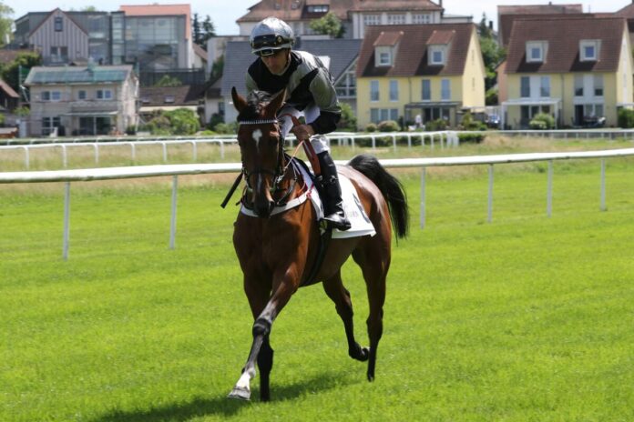 Global Queen Global Queen