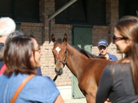 Jetzt für den "Tag der Gestüte" am 20. September anmelden Jetzt für den "Tag der Gestüte" am 20. September anmelden