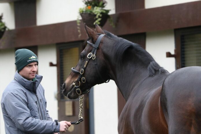 Deckhengst Invincible Spirit Deckhengst Invincible Spirit