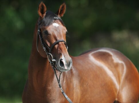 Liberty Breeding-Stuten zu Fantastic Moon – Samstag Präsentation Fantastic Moon