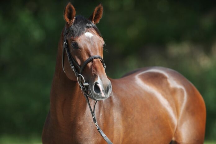 Fantastic Moon Fantastic Moon