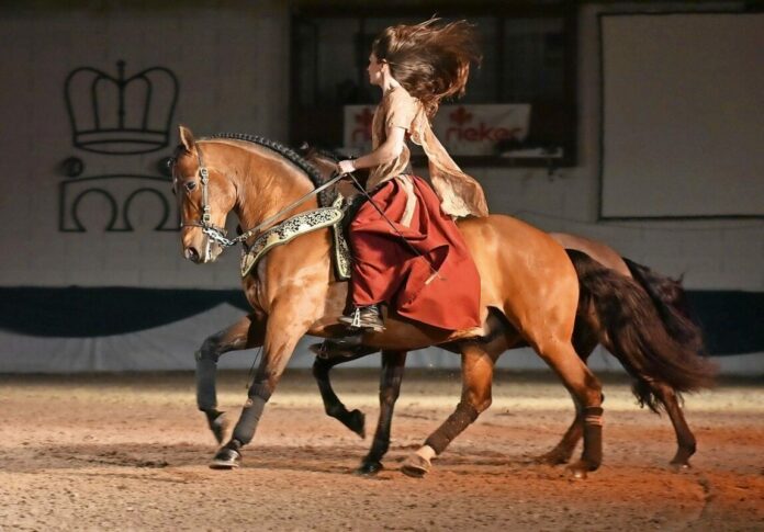 Islandpferde Festival