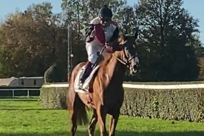 Nearco Frod (Archiv)