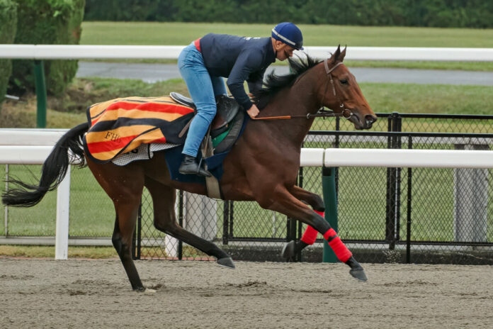 Goliath bei der Morgenarbeit in Japan Foto: galoppfoto.de Goliath bei der Morgenarbeit in Japan Foto: galoppfoto.de