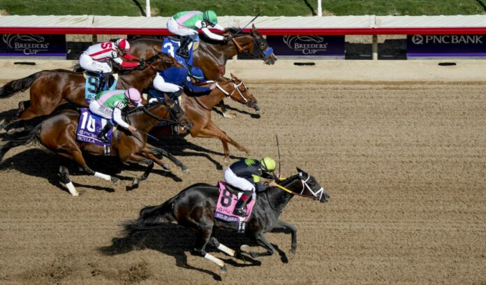 Soul of an Angel Foto: John Voorhees/Eclipse Sportswire/Breeders Cup Soul of an Angel Foto: John Voorhees/Eclipse Sportswire/Breeders Cup