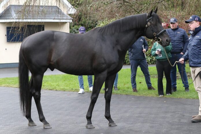 Deckhengst Wootton Bassett Deckhengst Wootton Bassett