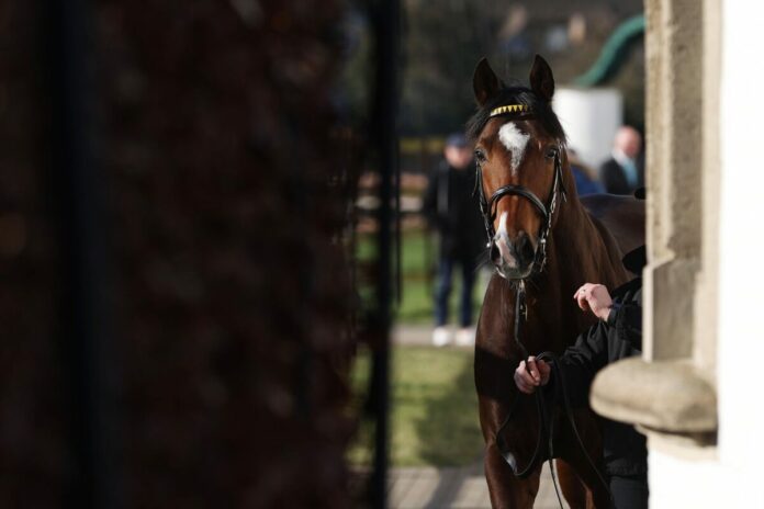 Züchtertreff im Gestüt Röttgen: Alson