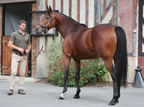 Erstes Ace Impact-Fohlen hat das Licht der Welt erblickt Ace Impact im Haras de Beaumont
