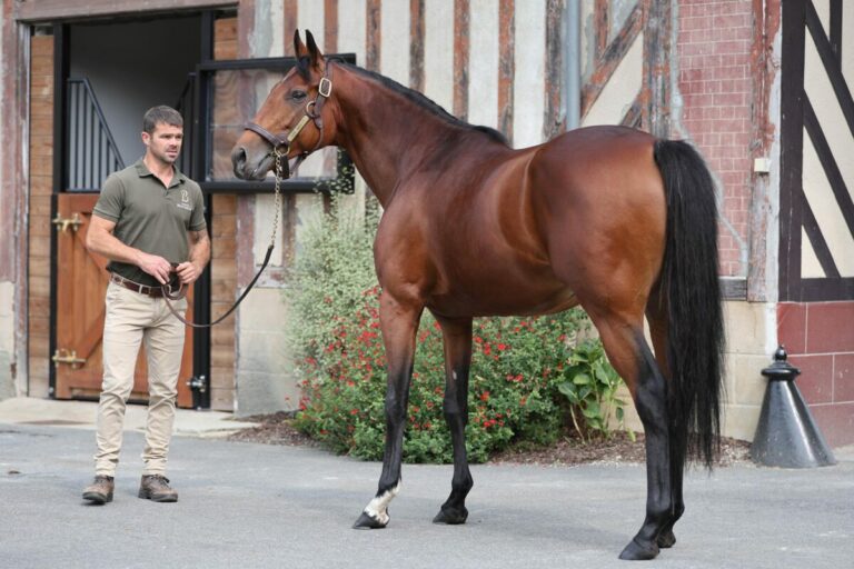 Ace Impact im Haras de Beaumont