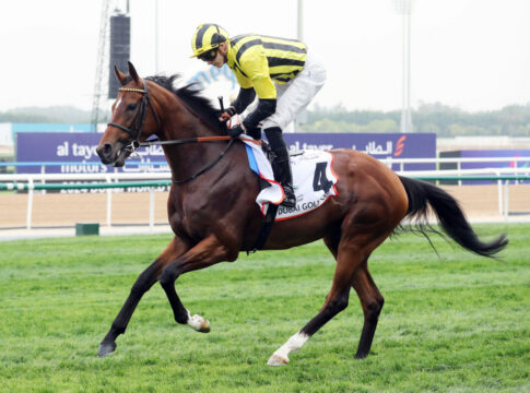 Eldar Eldarov wird Deckhengst im Chapel Stud