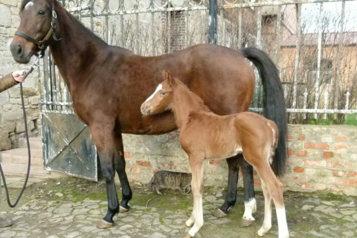 Fohlen 1 Alter Adler
