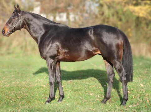 Klasse-Meiler König Turf im Alter von 22 Jahren abgetreten König Turf im Jahr 2009