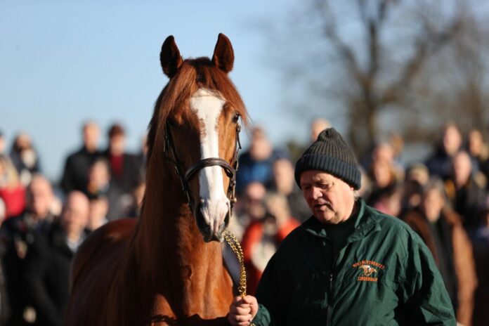 Züchtertreff im Gestüt Röttgen: Nerik