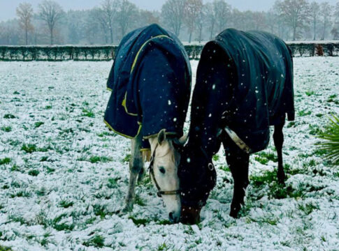 Derby-Fünfter Stingray soll 2025 die "Defi du Galop"-Serie ansteuern Stingray (re.) mit Angry Bird im Gestüt Söderhof