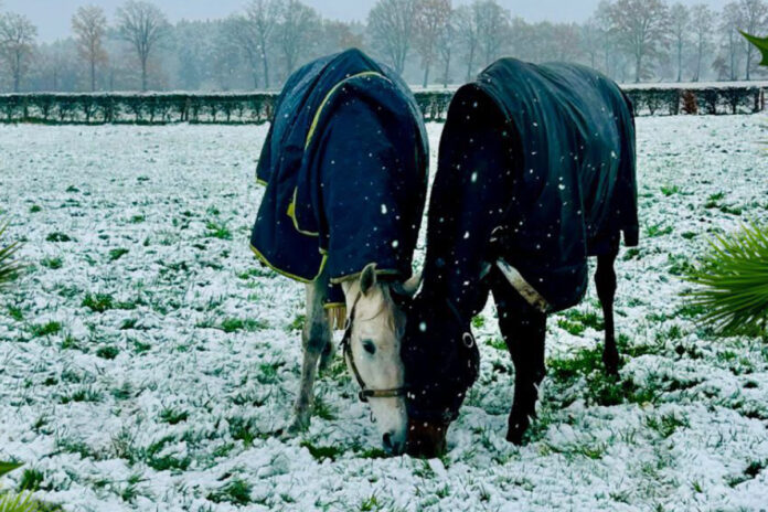 Stingray (re.) mit Angry Bird im Gestüt Söderhof Stingray (re.) mit Angry Bird im Gestüt Söderhof