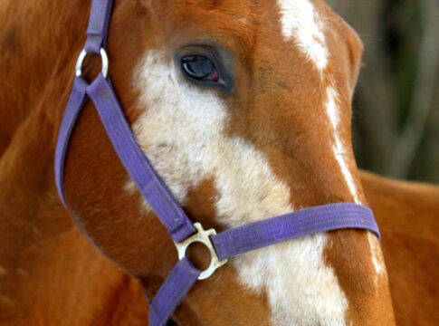 Gestüt Park Wiedingens Champion-Stute Flamingo Road abgetreten Flamingo Road