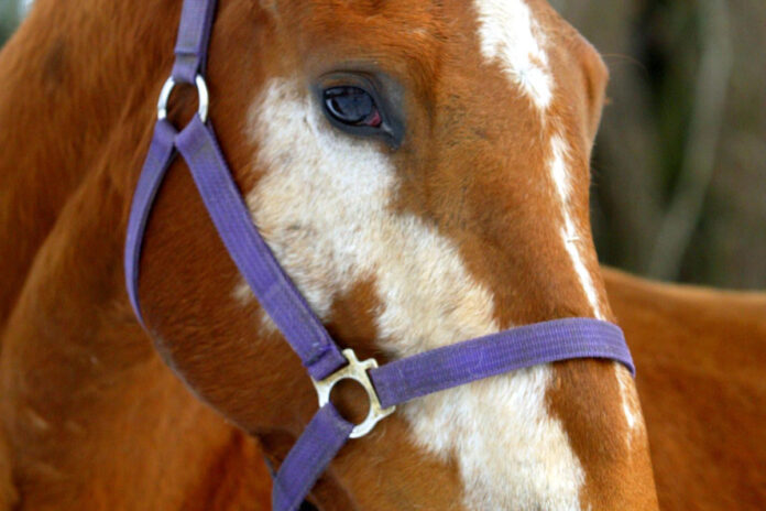 Flamingo Road Flamingo Road