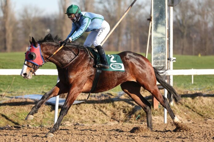 Stern Markka siegt unter Michal Abik