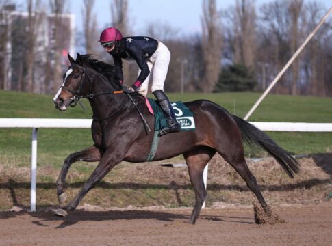 Wolff zum Dritten: Kölner Jockey auch mit Russian Sochi nicht zu schlagen Russian Sochi