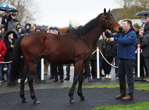 Best of Lips hat sich in Etzean eingelebt, erste Stute tragend Best of Lips mit Ralf Kredel