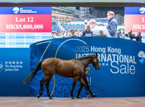 I Am Invincible-Sohn toppt die Hong Kong International Sale Ein I Am Invincible-Sohn im Auktionsring von Sha Tin Foto: hkjc.com