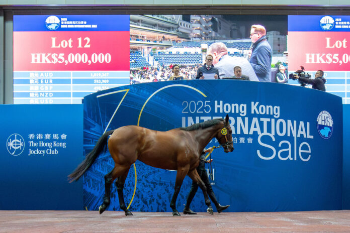 Der I Am Invincible-Sohn im Auktionsring von Sha Tin Foto: hkjc.com Ein I Am Invincible-Sohn im Auktionsring von Sha Tin Foto: hkjc.com