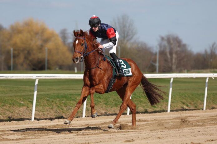 Hamilton siegt unter Leon Wolff Hamilton siegt unter Leon Wolff