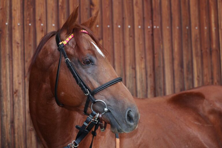 Karlshofs See Hector stark über 2400 Meter