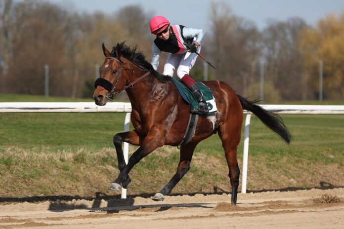 Maigret siegt unter Thore Hammer-Hansen Maigret siegt unter Thore Hammer-Hansen