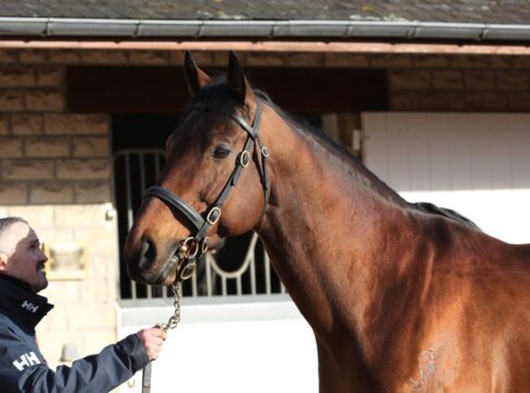 Deckhengst Persian King