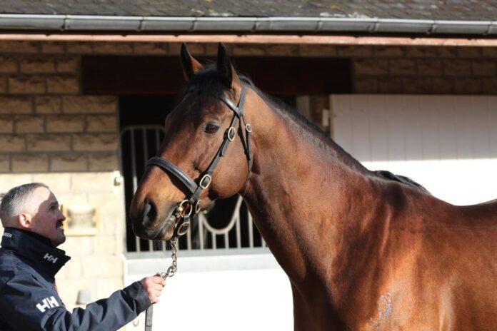 Deckhengst Persian King Deckhengst Persian King