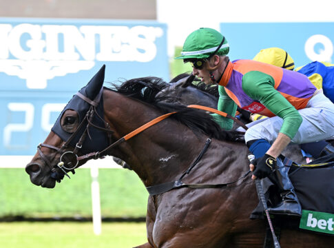 Aus Fährhofer Zucht - Schafft Quinault die Sprint-Sensation in Meydan? Quinault (Archiv) Foto: Ascot Racecourse