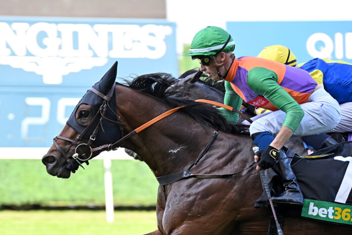 Quinault (Archiv) Foto: Ascot Racecourse Quinault (Archiv) Foto: Ascot Racecourse